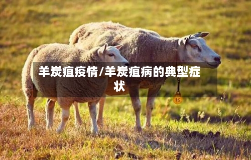 羊炭疽疫情/羊炭疽病的典型症状-第3张图片