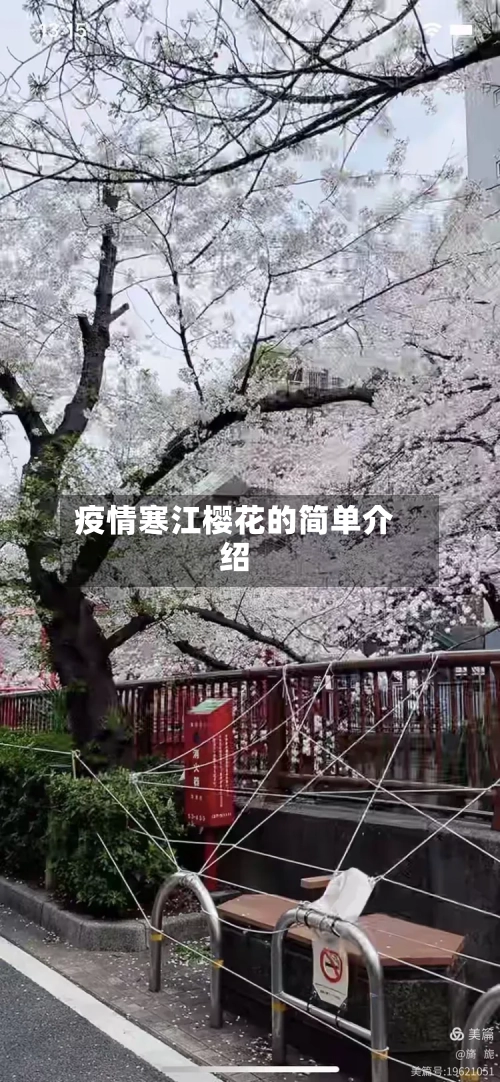 疫情寒江樱花的简单介绍-第2张图片