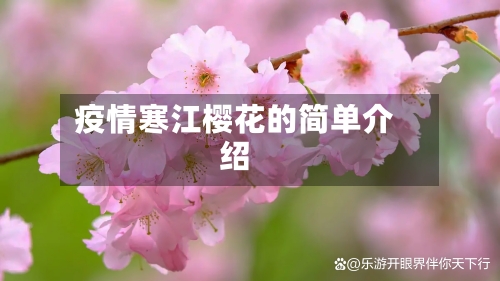 疫情寒江樱花的简单介绍