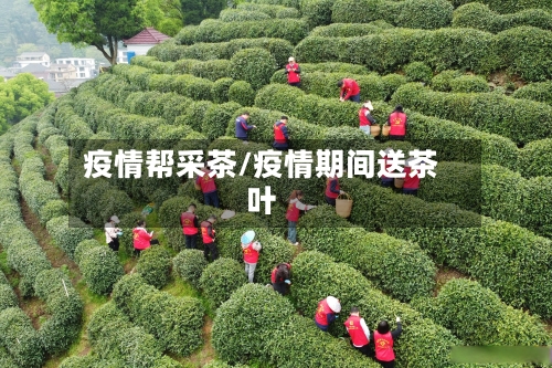 疫情帮采茶/疫情期间送茶叶-第2张图片
