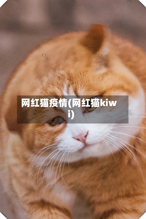 网红猫疫情(网红猫kiwi)