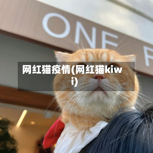 网红猫疫情(网红猫kiwi)-第2张图片