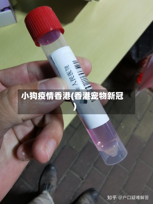 小狗疫情香港(香港宠物新冠)