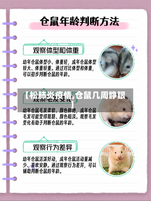 【松肺炎疫情,仓鼠几周睁眼】-第2张图片