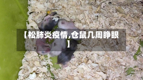 【松肺炎疫情,仓鼠几周睁眼】