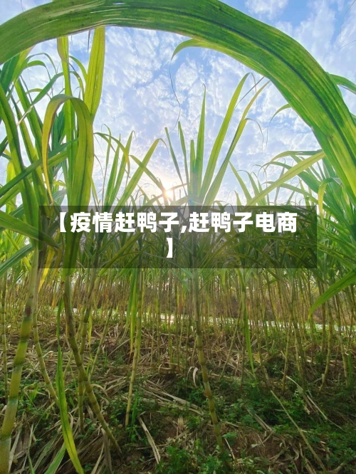 【疫情赶鸭子,赶鸭子电商】