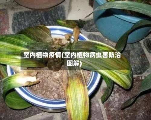 室内植物疫情(室内植物病虫害防治图解)