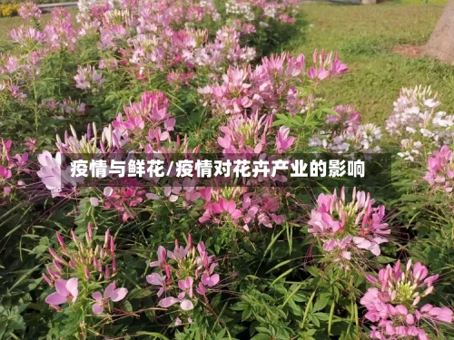 疫情与鲜花/疫情对花卉产业的影响