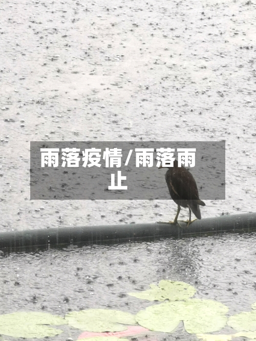 雨落疫情/雨落雨止
