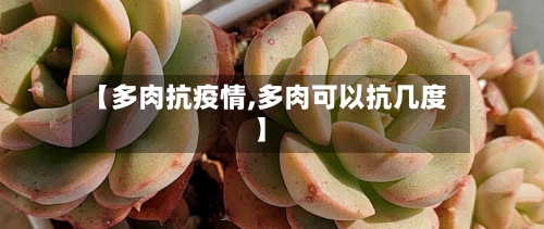 【多肉抗疫情,多肉可以抗几度】-第2张图片