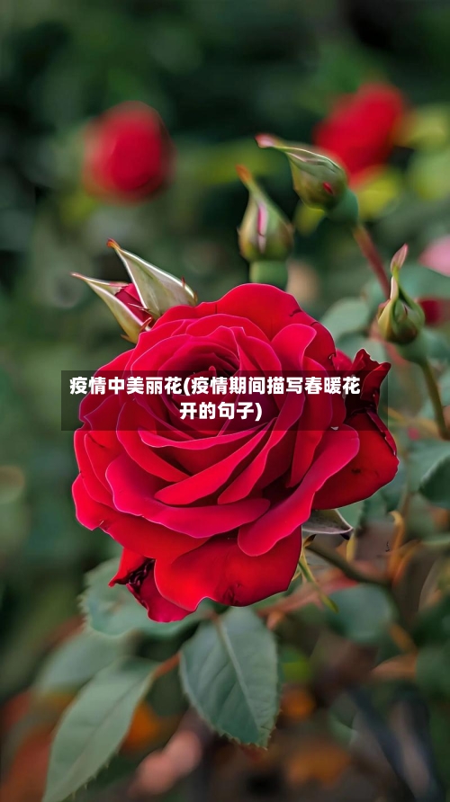 疫情中美丽花(疫情期间描写春暖花开的句子)-第2张图片