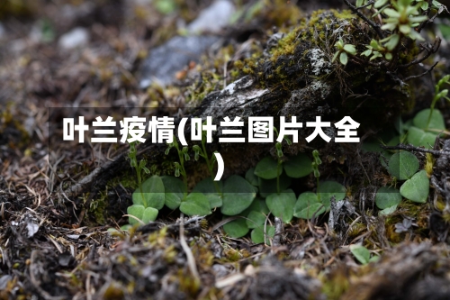 叶兰疫情(叶兰图片大全)-第3张图片