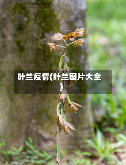 叶兰疫情(叶兰图片大全)-第2张图片