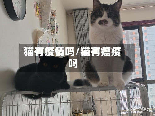 猫有疫情吗/猫有瘟疫吗-第3张图片