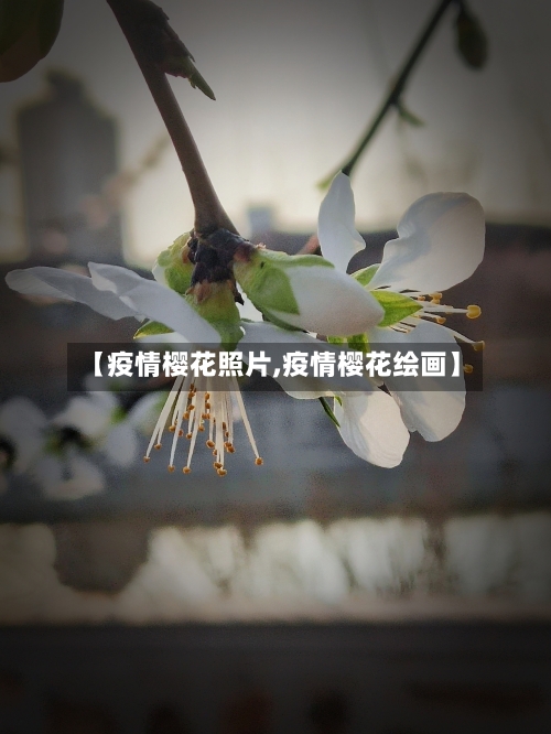 【疫情樱花照片,疫情樱花绘画】-第2张图片