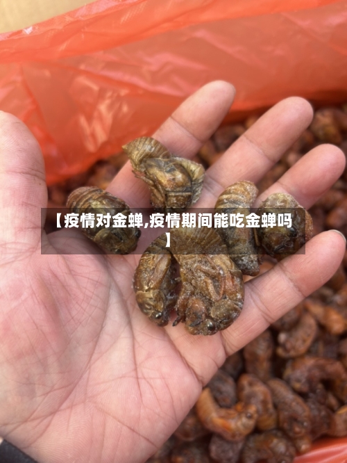 【疫情对金蝉,疫情期间能吃金蝉吗】