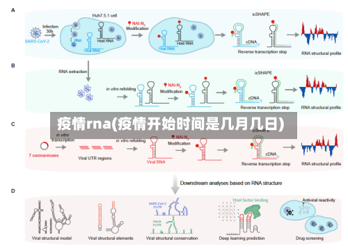 疫情rna(疫情开始时间是几月几日)-第2张图片