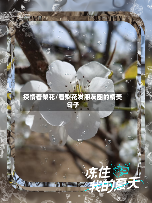 疫情看梨花/看梨花发朋友圈的精美句子
