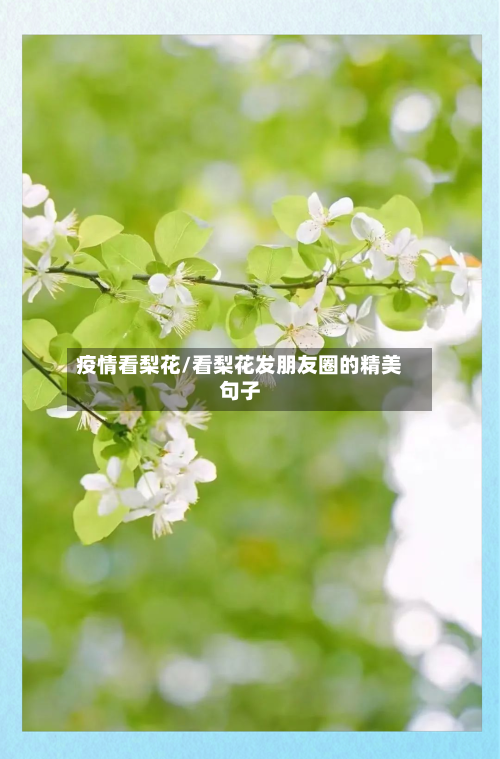 疫情看梨花/看梨花发朋友圈的精美句子-第3张图片