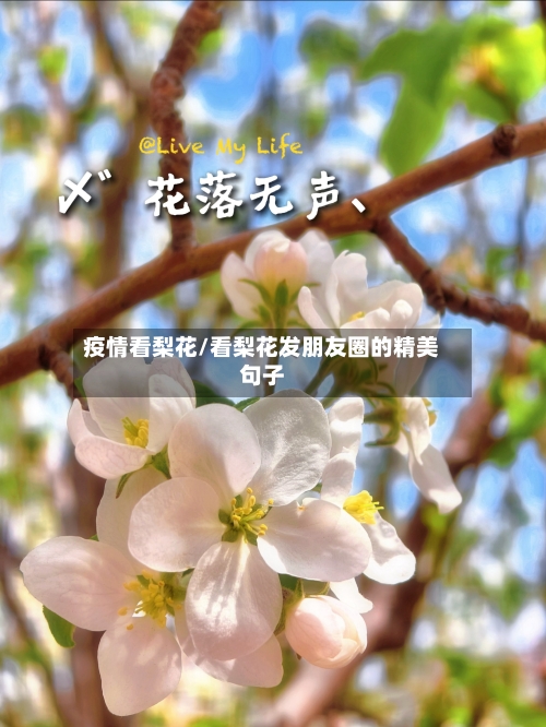 疫情看梨花/看梨花发朋友圈的精美句子-第2张图片