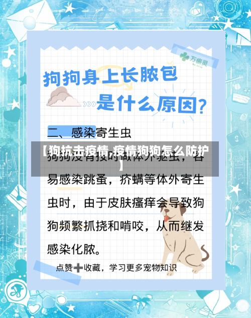 【狗抗击疫情,疫情狗狗怎么防护】