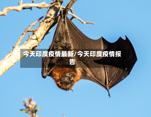 今天印度疫情最新/今天印度疫情报告-第2张图片